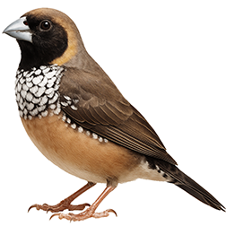 Pictorella Mannikin